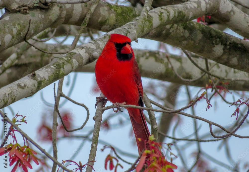 red bird on a branch - obrazy, fototapety, plakaty 