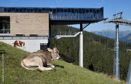 kühe im kleinwalsertal nahe der ifenhütte photo