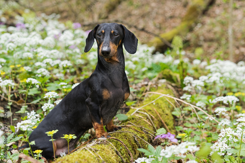amazing portrait of young dog Dachshund breeds, black and tan,  in grass and flowers walking in the spring forest