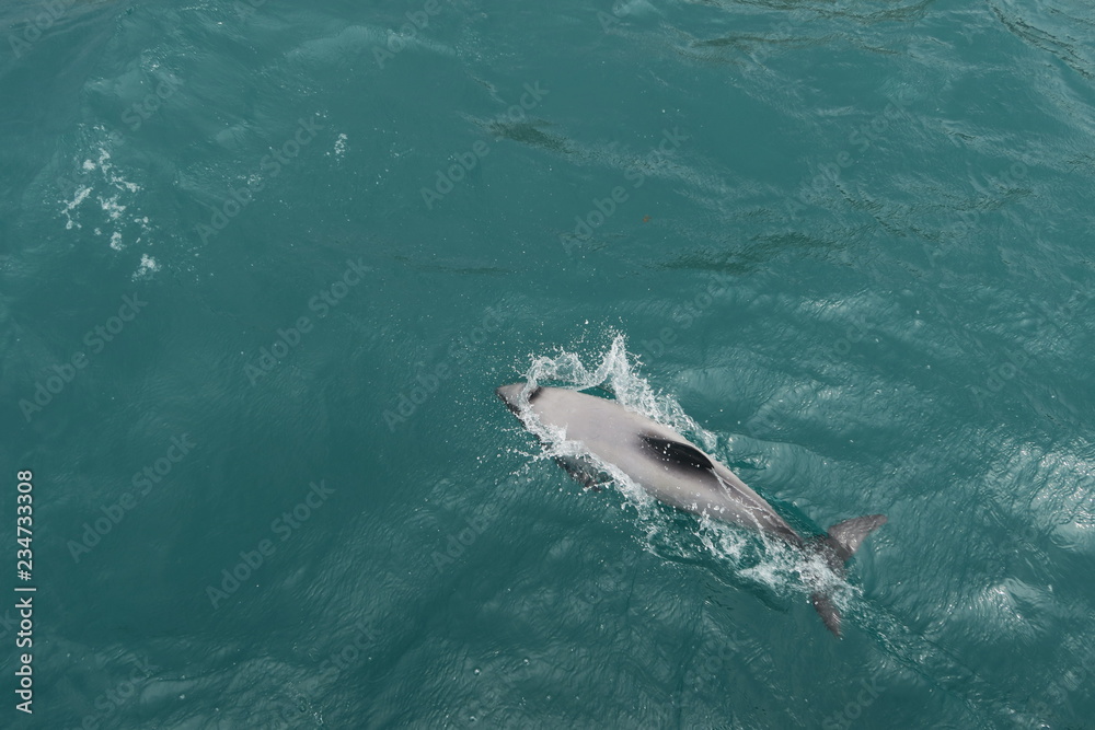 Fototapeta premium Schwimmende Delfine in Neuseeland