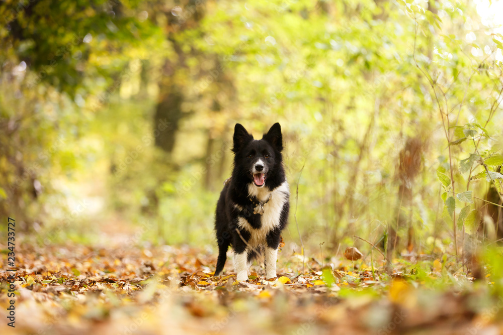 Irischer Wolfshund in der Morgenkälte