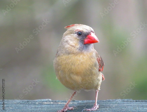 female northern cardinal in winter © ErinMorgan