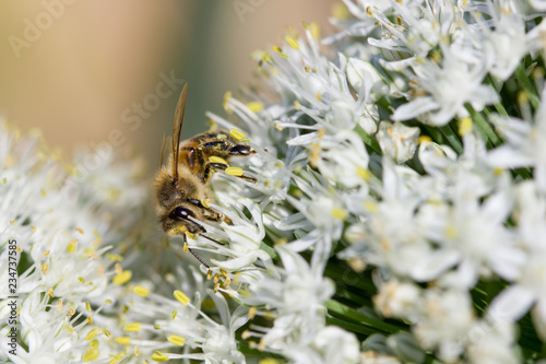 abeille fleur blanche soleil