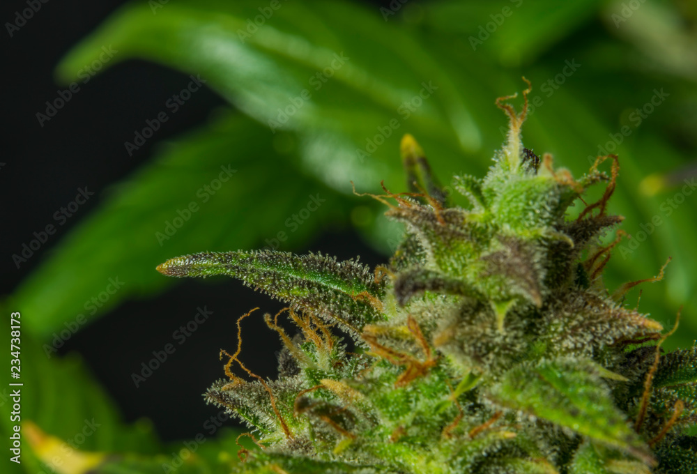 Auto flower small variety of color green dark nice marijuana Auto flower small variety of color green dark nice marijuana
