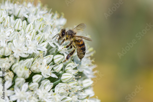 abeille sur fleur de carotte © Paul