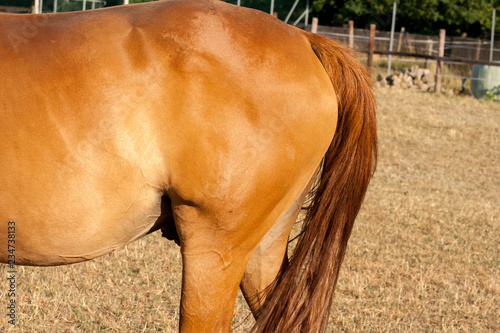 brown tail of a horse on nature photo