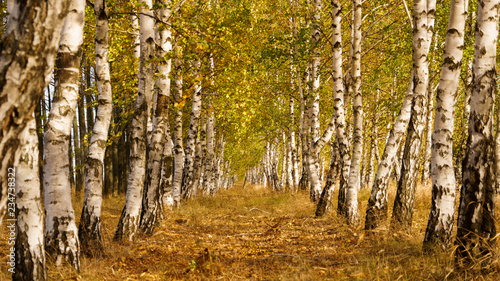 Aspen forest in autumn