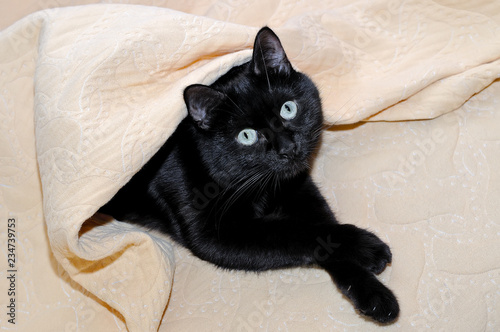 Black cat lying under a plaid, looking in the camera