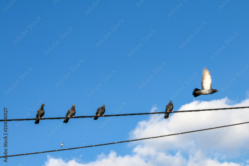 Pigeon birds on wire, blue cloudy sky. Pigeons on the Electric string. Pigeon birds on wire, blue cloudy sky. Pigeons on the Electric string.