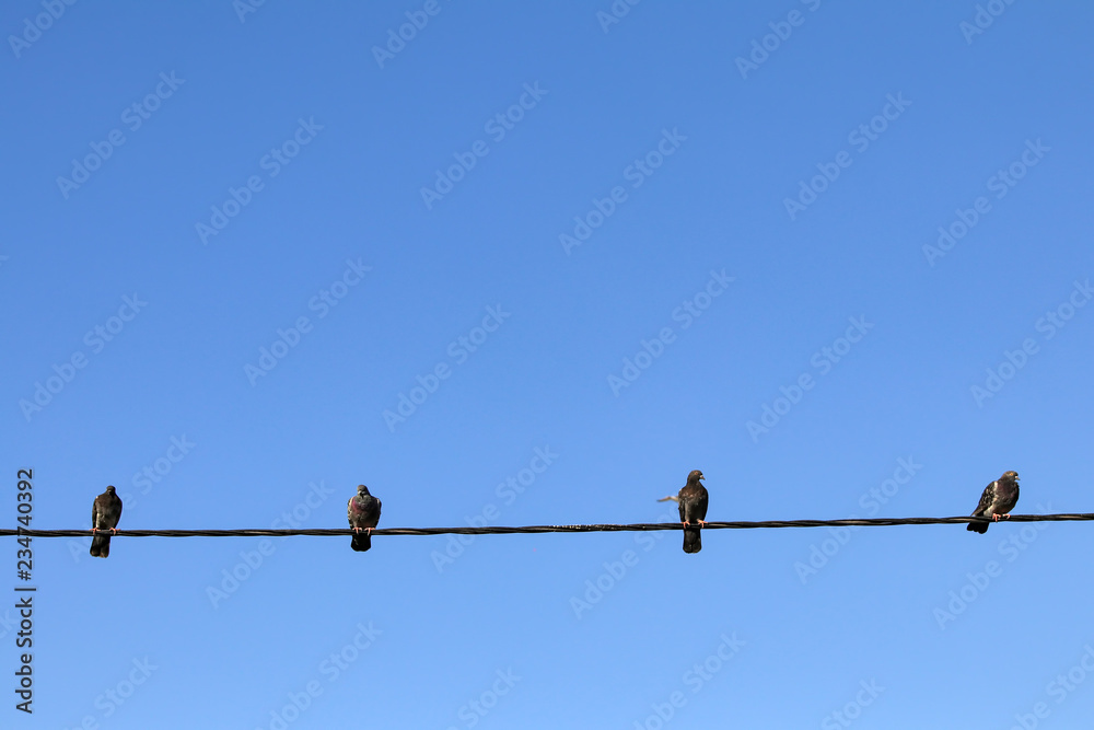 Pigeon birds on wire, blue cloudy sky. Pigeons on the Electric string. Pigeon birds on wire, blue cloudy sky. Pigeons on the Electric string.