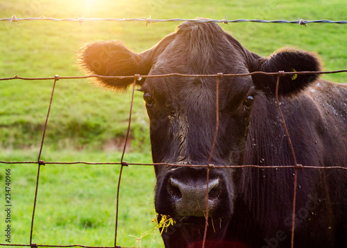 Black Angus Cow in Fauquier County, Virginia photo