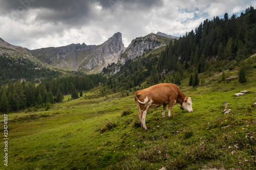 Cow eating on mountain valley pasture in Italian Alps, Dolomites