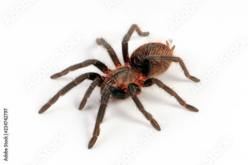Canvas Print Schwarzrote Vogelspinne (Brachypelma vagans) - Mexican red rump