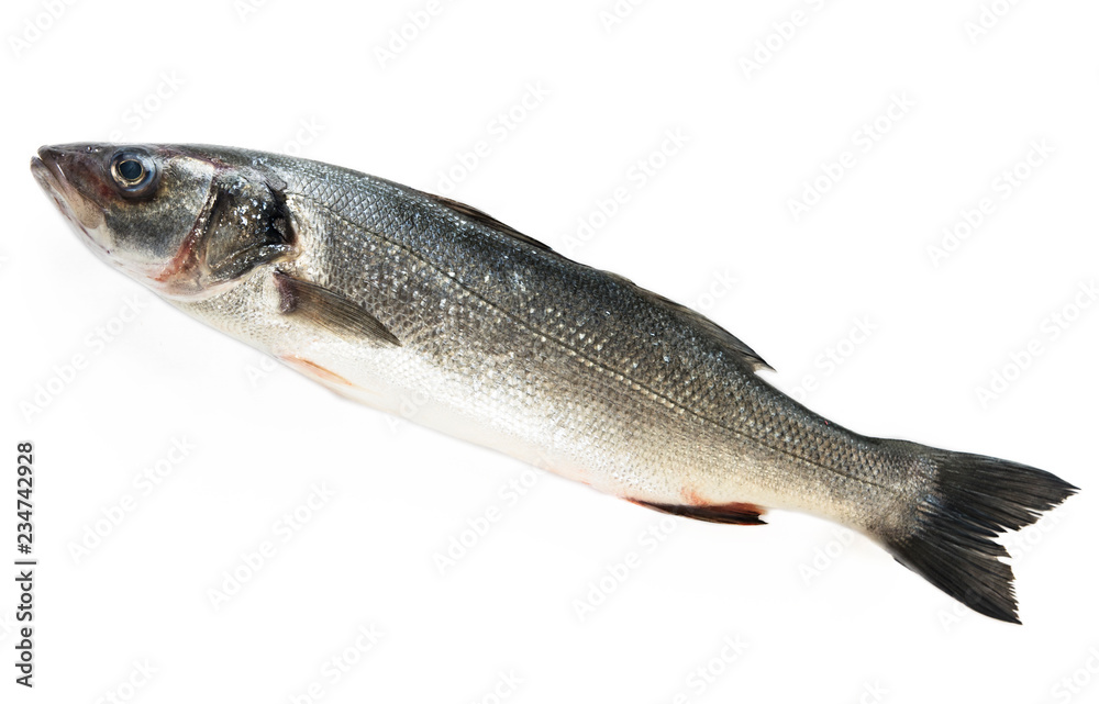 Sea bass fish isolated on white background. Dicentrarchus labrax Sea bass fish isolated on white background. Dicentrarchus labrax