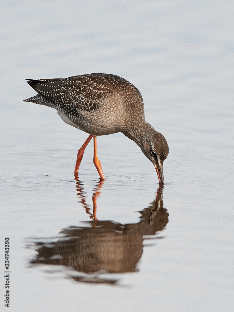 Spotted redshank (Tringa erythropus)