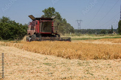 Fototapeta récolte champ de pois