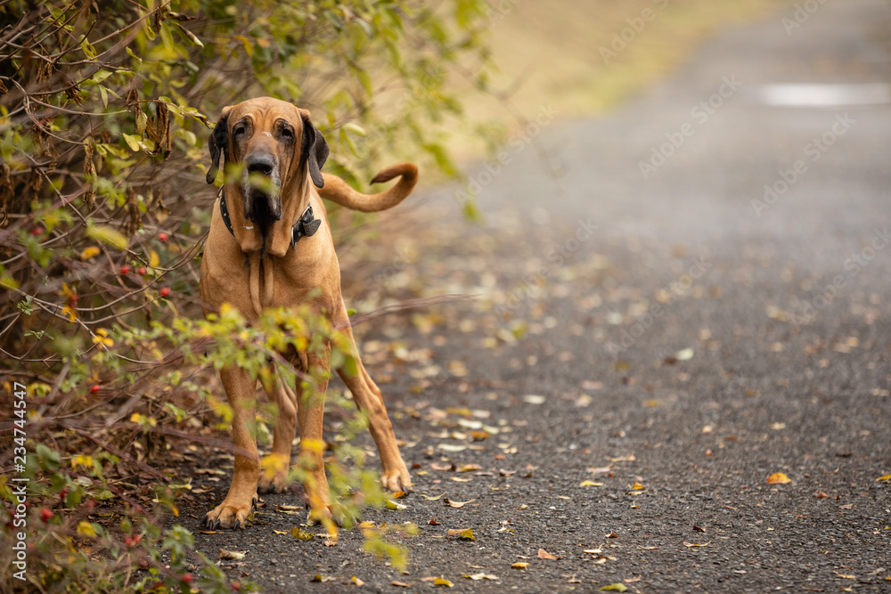 Young female of Fila Brasileiro or Brazilian Mastiff in autumn park Young female of Fila Brasileiro or Brazilian Mastiff in autumn park