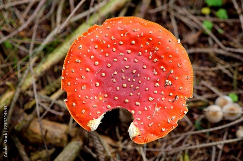 Close-up of toadstool red in the forrest