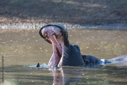 hippopotamus yawning i a waterhole