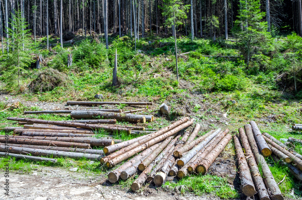 illegal logging, killing the planet's lungs illegal logging, killing the planet's lungs