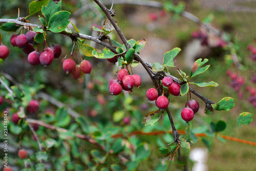 Ripe barberry branch and berries on green natural background