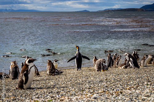 Manchots de Patagonie en Argentine voyage Ushuaïa