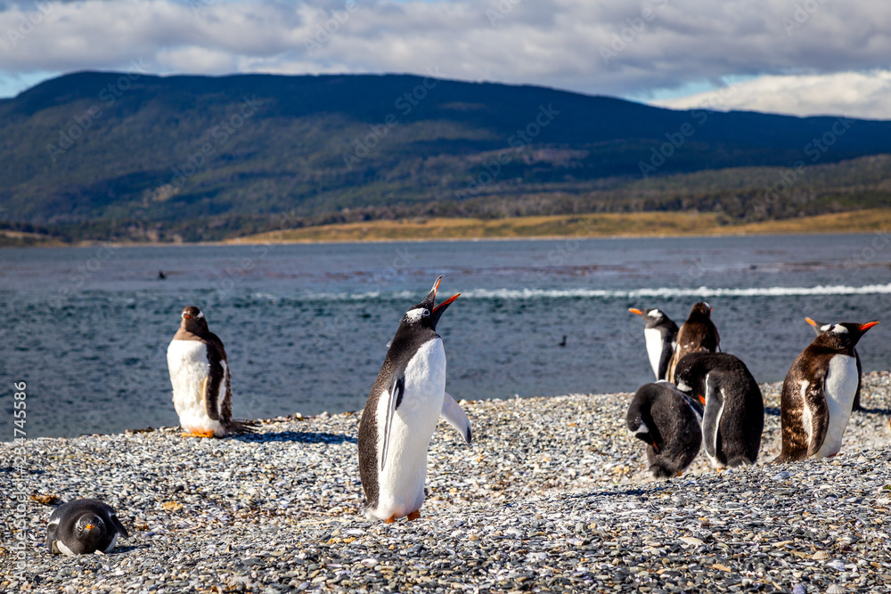Obraz premium Manchots de Patagonie en Argentine voyage Ushuaïa