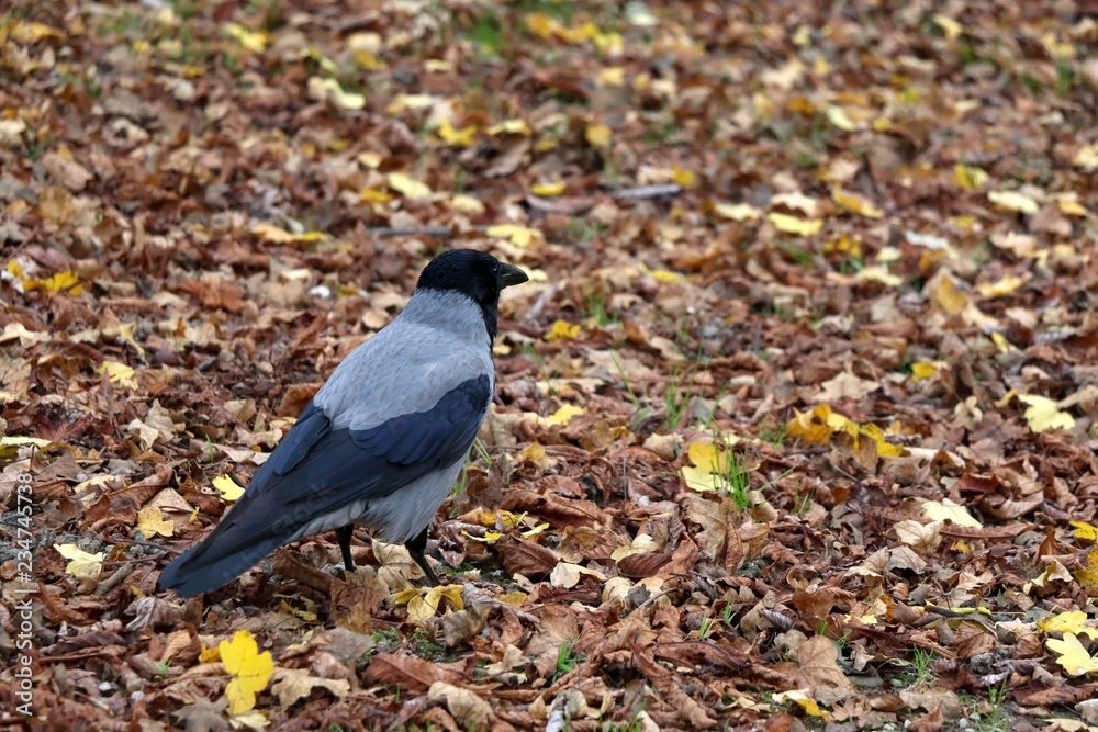 Crow in a park during autumn. Selective focus. Crow in a park during autumn. Selective focus.