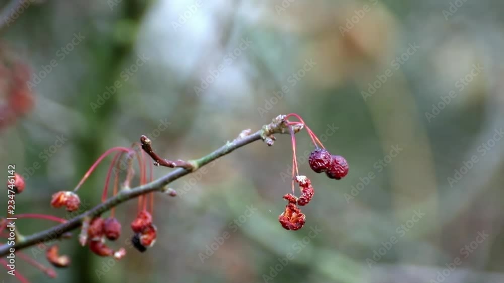 strauch mit roten Beeren bewegt sich im Wind Herbst strauch mit roten Beeren bewegt sich im Wind Herbst