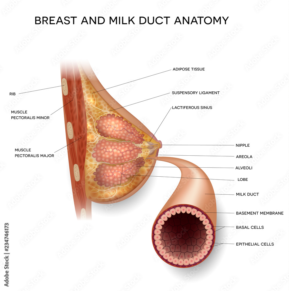 Female Breast And Normal Milk Duct Anatomy Detailed Colorful female-breast-and-normal-milk-duct-anatomy-detailed-colorful