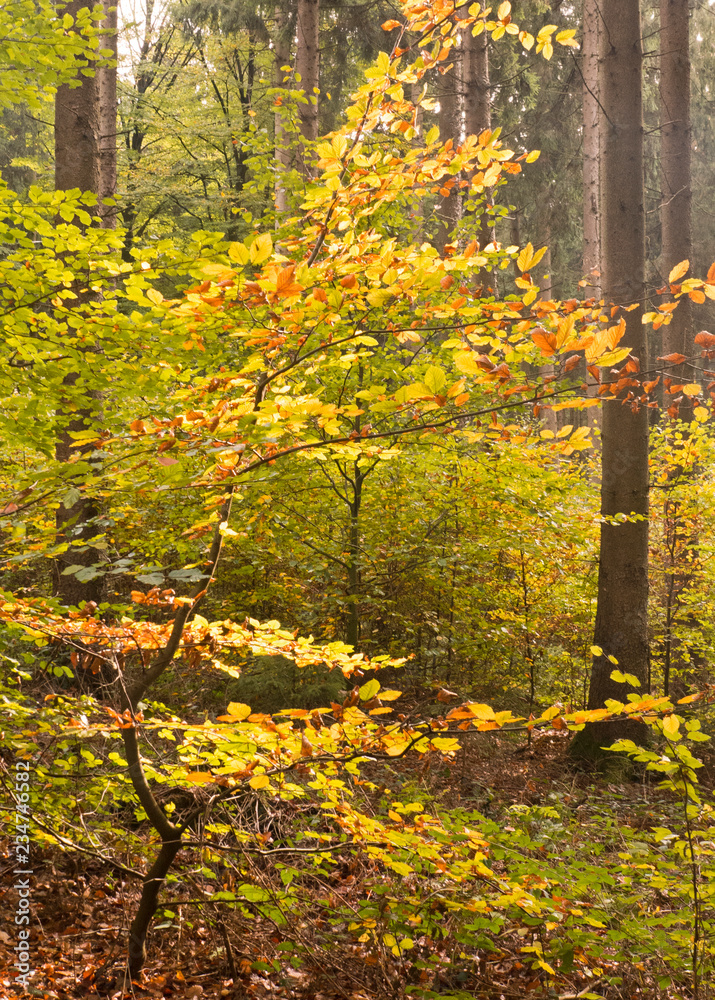 Fototapeta premium Herbstspaziergang durch den Teutoburger Wald in der Nähe von Bielefeld in Deutschland