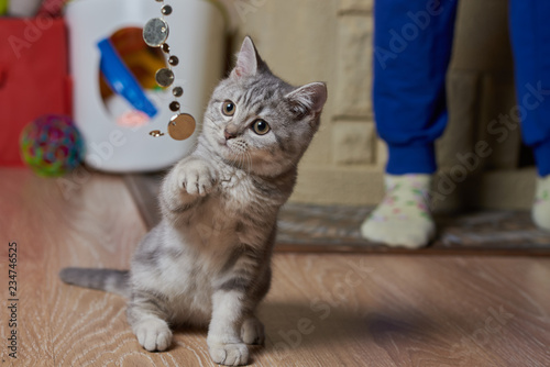 The girl is playing with a little grey scottish striaght kitten at home. She is teasing it with the sparkle beads. photo