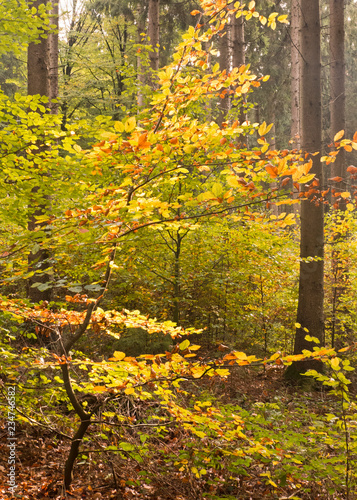 Herbstspaziergang durch den Teutoburger Wald in der Nähe von Bielefeld in Deutschland