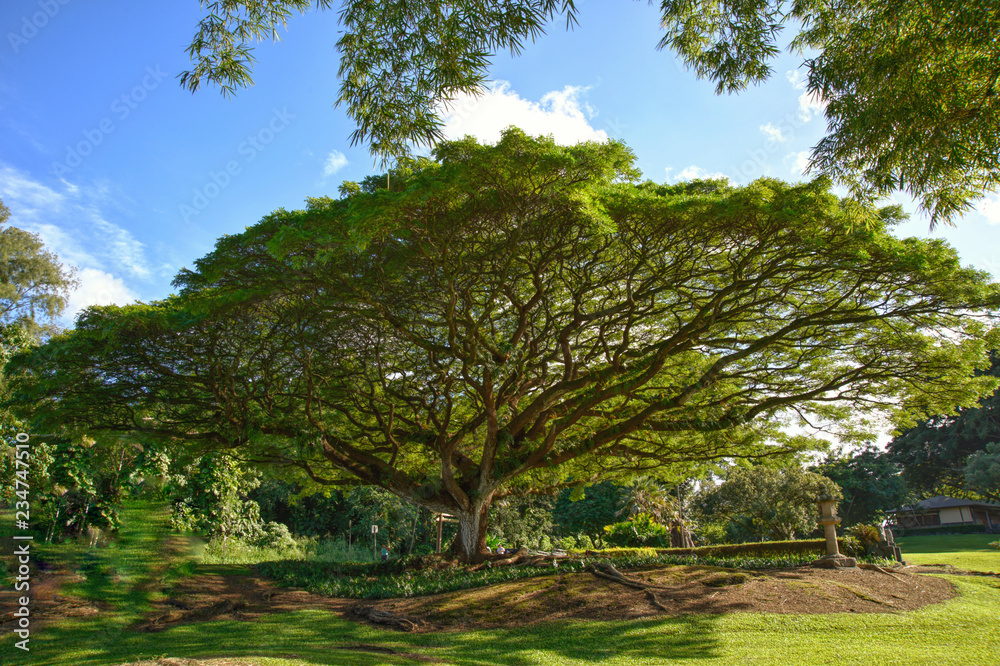 Hawaii Banyan Tree Hawaii Banyan Tree