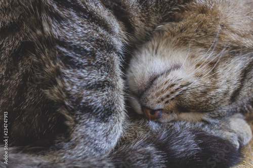 tabby cat sweetly asleep curled close up