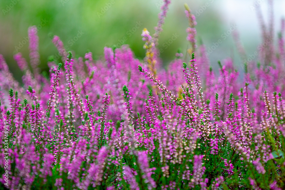 Close up Wild white and pink heather, outdoors macro