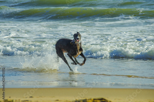 silken windhound running on the beach