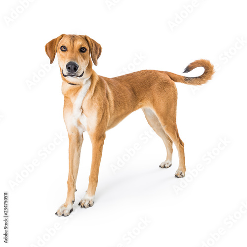 Yellow Mixed Large Breed Dog Standing