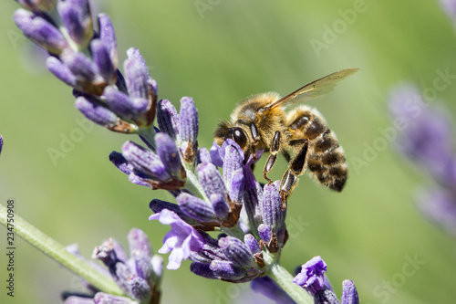 abeille butine lavande