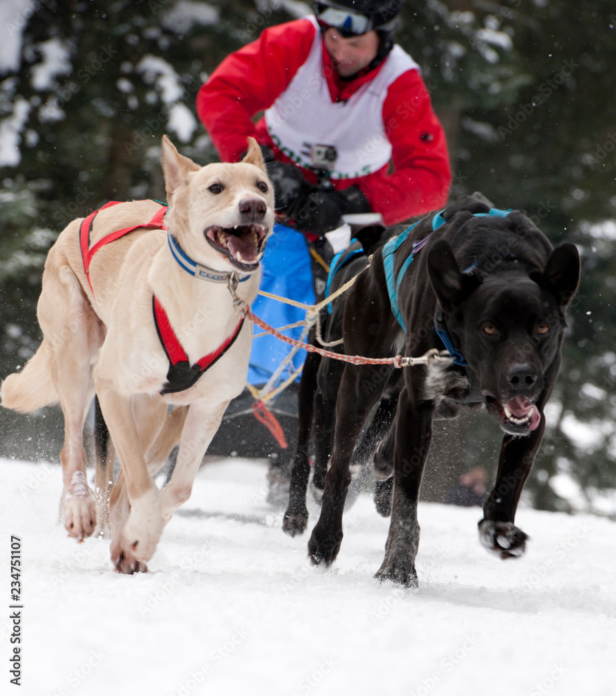 Hundeschlittenrennen im Winter