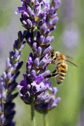 abeille butine lanvande © Paul