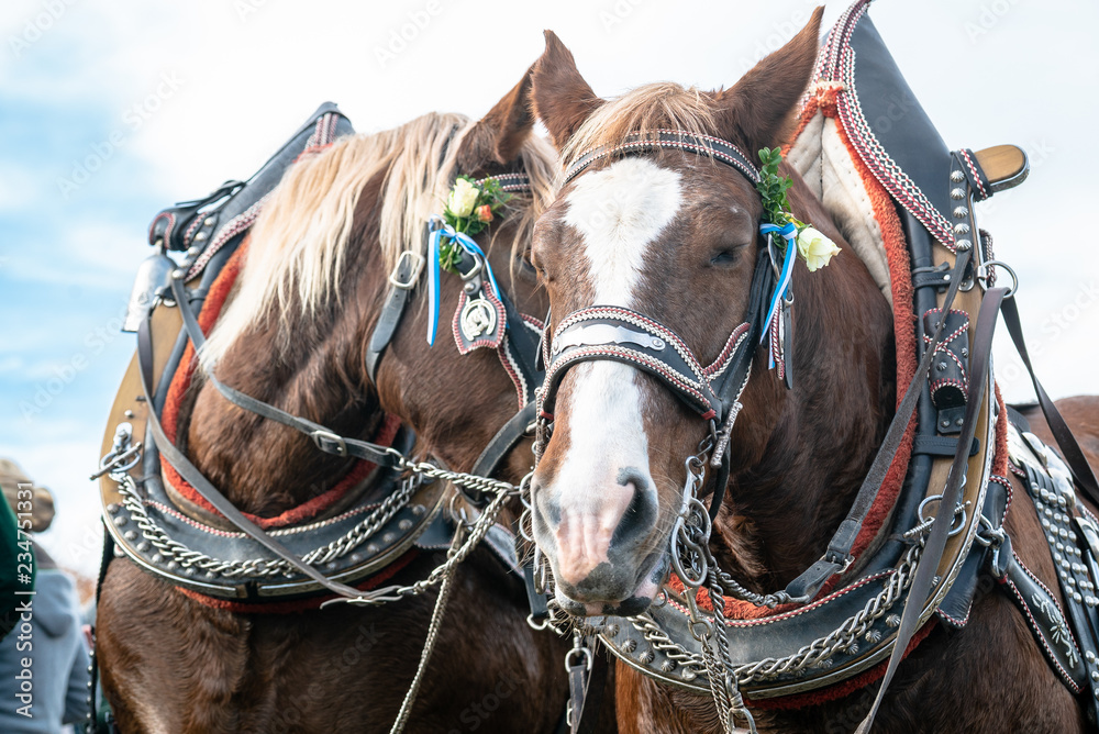 Leonhardi decorated big cold blooded horses Bad Toelz Germany