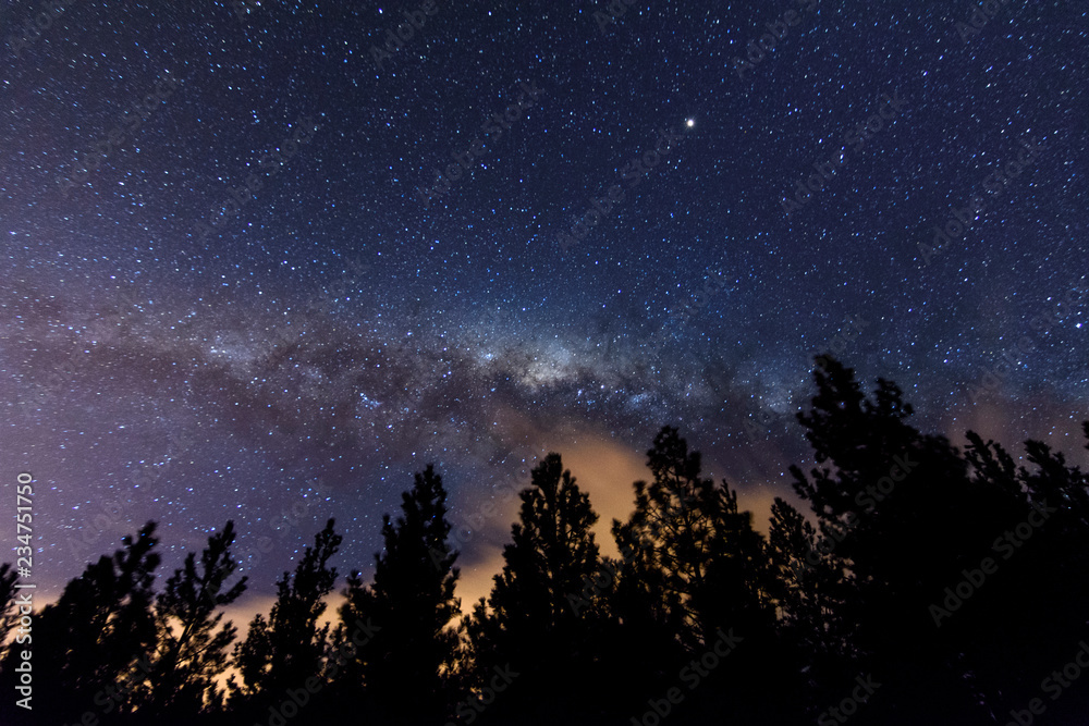 Pine Trees Beneath Milky Way