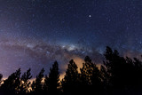 Pine Trees Beneath Milky Way