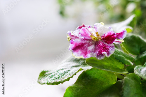 Flowering Saintpaulias, commonly known as African violet. Mini Potted plant.