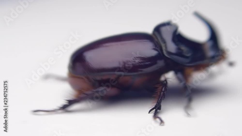 Shiny rhinoceros beetle crawling on the white surface. Macro photo