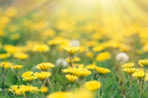 Fototapeta Naklejka Na Ścianę i Meble -  Dandelion flower, flowering dandelin flowers in meadow, beautiful nature in spring