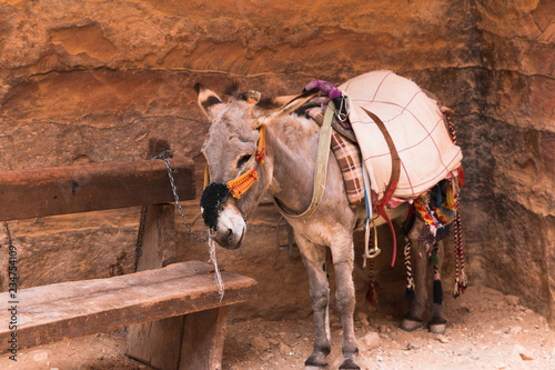 donkey in the Petra