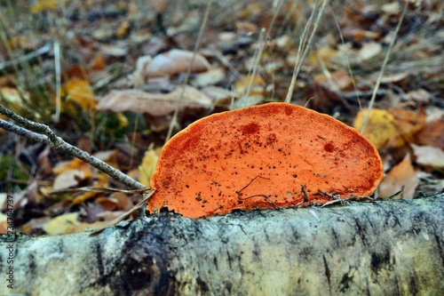 Orange mushroom pycnoporus cinnabarinus photo