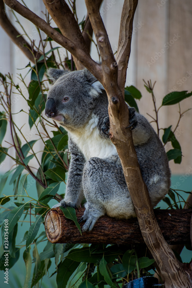 Obraz premium Koala Bear in Australia